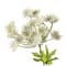 12 Pack: White Queen Anne's Lace Spray by Ashland®